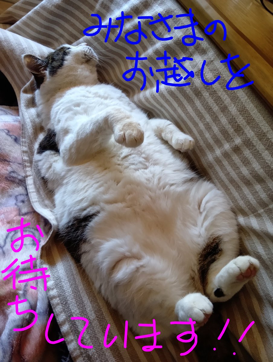 ねこまたぎ (@nekomatagi280) / Posts / X