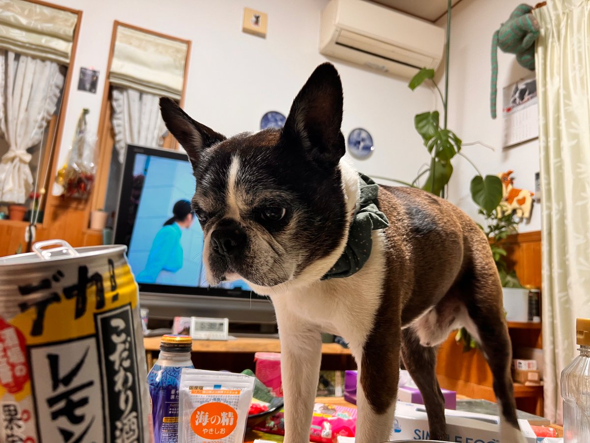 樅ごますけ(れなすけ) tweet media