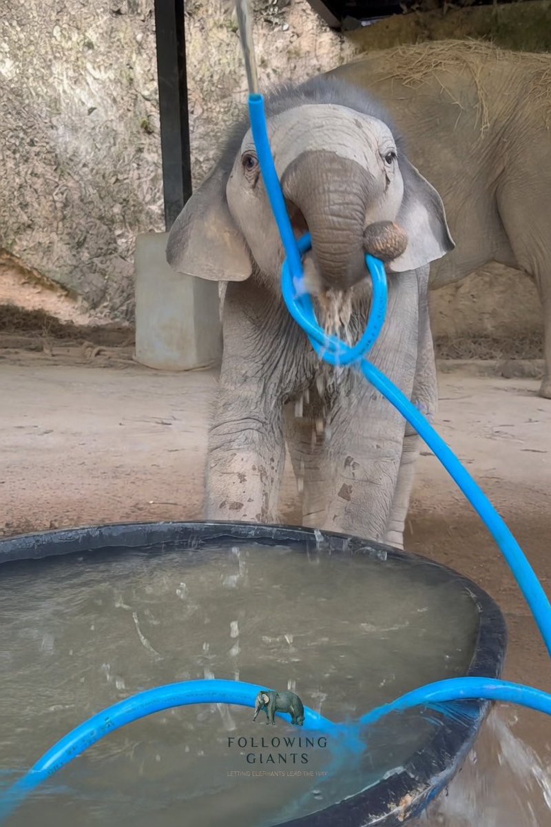 MintysMooners's tweet photo. Been keeping a close eye on this one waiting for the dust to settle on the coin side of things as I’ve watched the elephant grow more and more viral.

Virality is up 
Coin price is down 

Perfect entry on $Monty-Aaron around ~50k

6aztCndC8EZwD9KmHjL2WWezCx1ZhQnavLG3ZrEtpump

https://t.co/84hc7NCUqz
