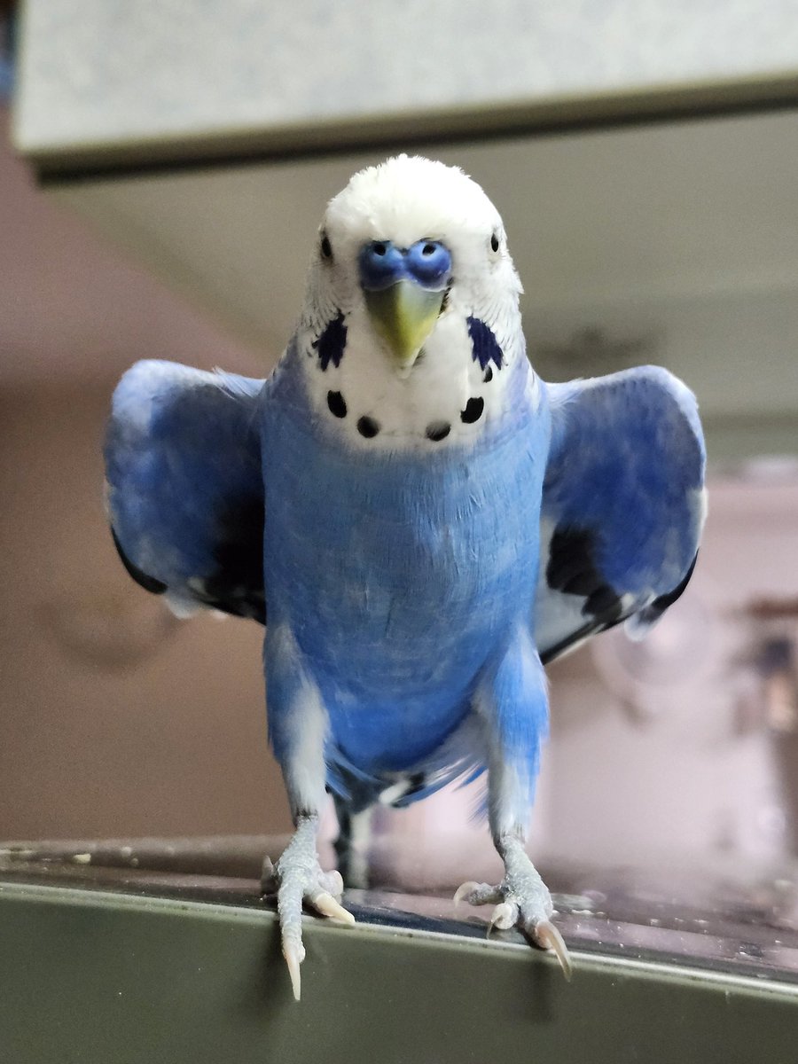 立派なワキワキ🐦 #セキセイインコ