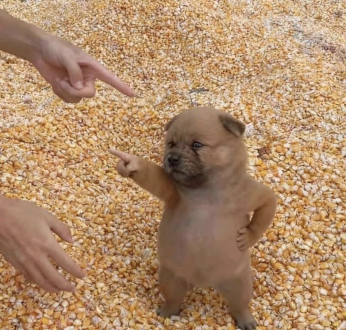 Tinkerdog tweet media