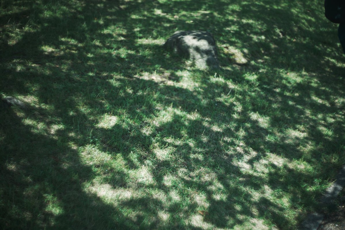 smith@オールドレンズフォトグラファー tweet media