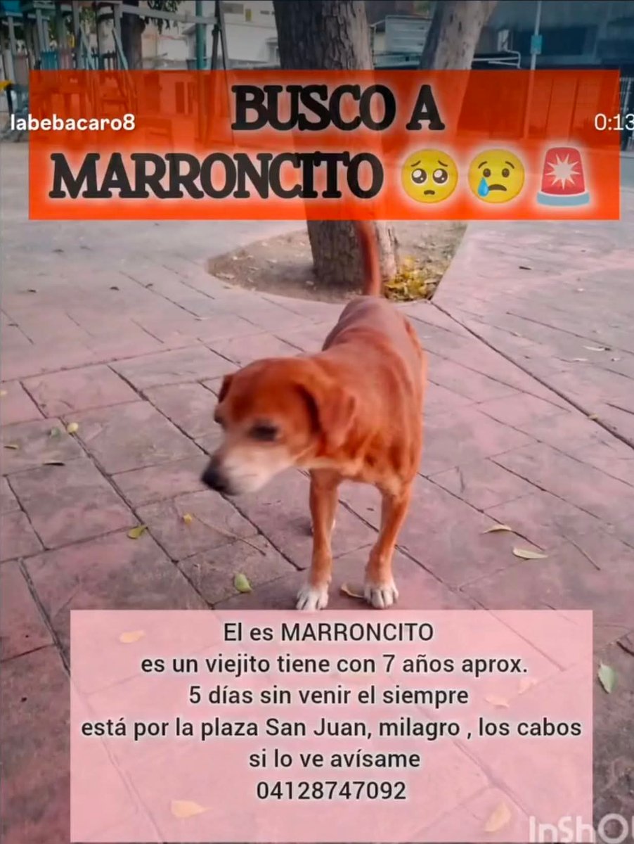 gracon27's tweet photo. #Caracas
#LosCaobos
🚨🚨🚨🚨🚨🆘🚨🚨🚨🚨🚨
Se busca a Marroncito
Favor difundir🙏🏻🐶♥️
Gracias🇻🇪🫂🥹 https://t.co/IRgBQ6q5Ss