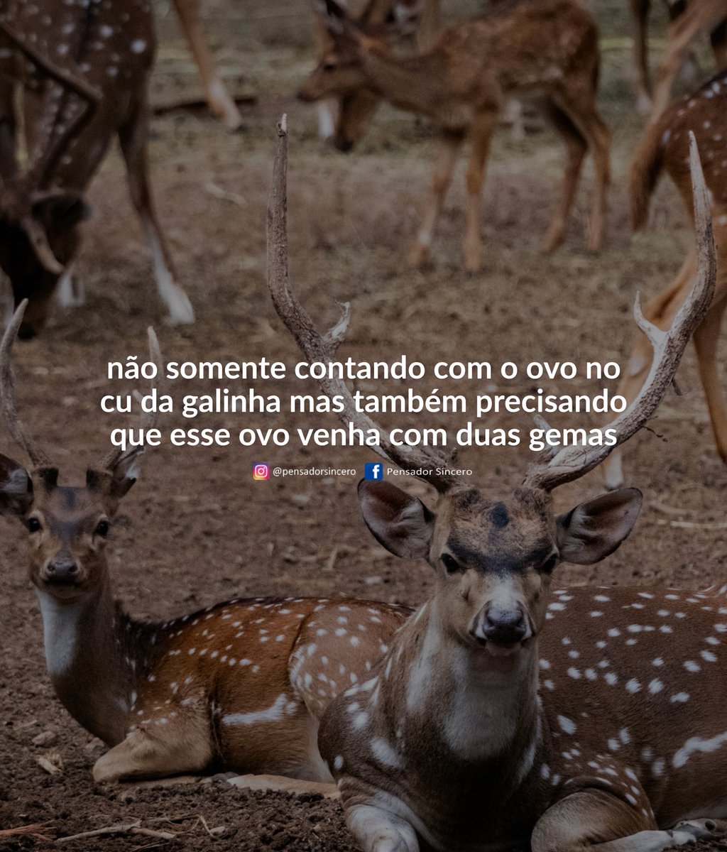Pensador Sincero tweet media