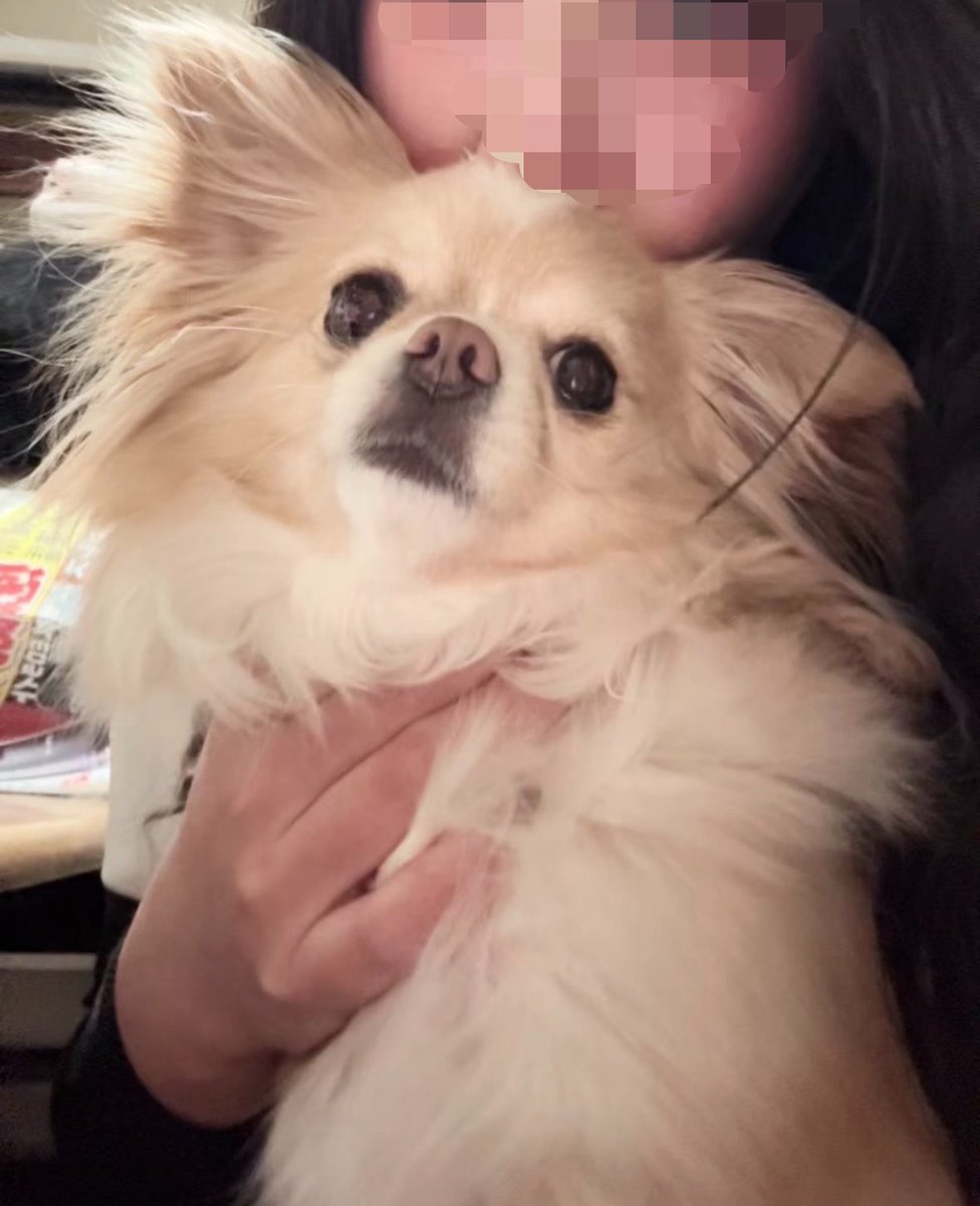 An_milk555's tweet photo. ふわっふわ https://t.co/5PROjy4omg