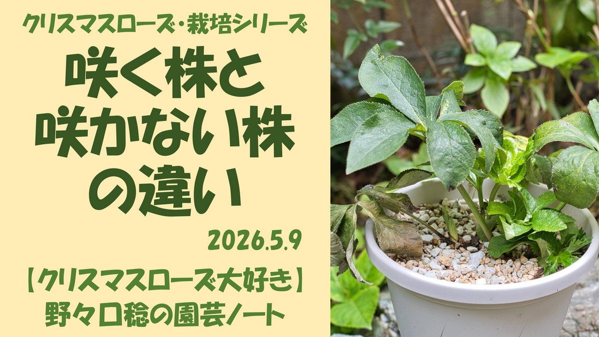 野々口稔（HELLEBORUS.JP） (@NONOKUCHI) / Posts / X