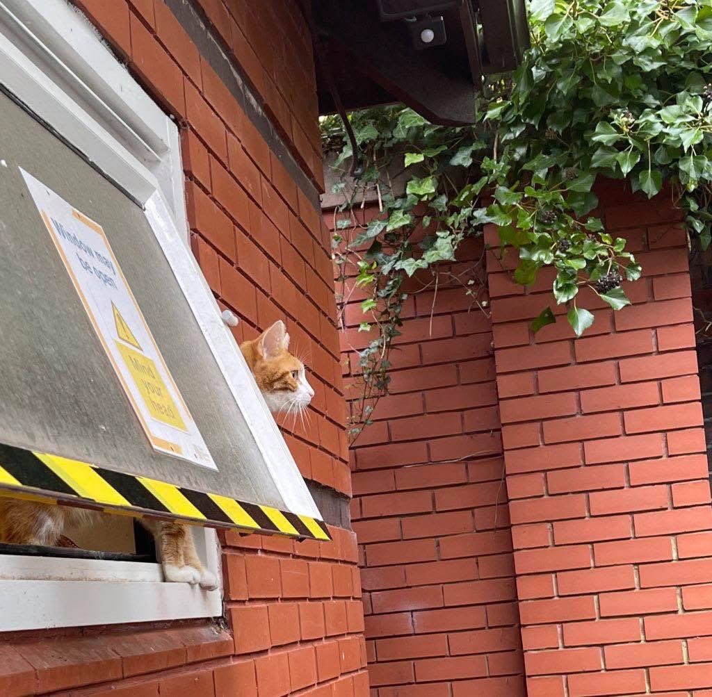 George The Stourbridge Junction Station Cat tweet media