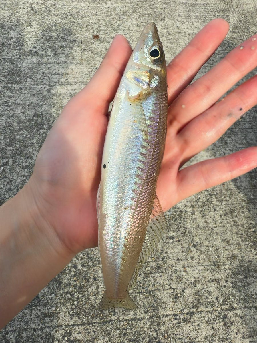 yoomama000's tweet photo. 連休2回釣りに行けました🎣
(早朝3時～と夕方17時)
20cmくらいのキス初めて🐟✨️

こ���前買ったハサミめちゃ切れ味よくてサクサク処理できた🎶
塩焼きと天ぷらでいただきました🙏
めちゃ美味しい✨️
#海釣り #キス釣り https://t.co/jYR06t60PR