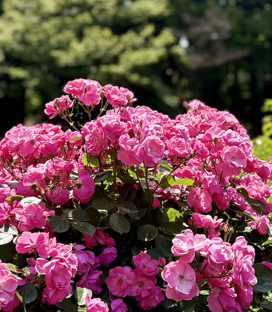 rifuto2's tweet photo. まだあるのか？と思った人🙋
もう少しあります😂今回は小さめのバラの花です！
3、4ページは「アンジェラ」
1、2ページは、な��だっけ？？😅
#旧古河庭園 #バラ #薔薇 #flower #rose https://t.co/1J4Sq9xHUa