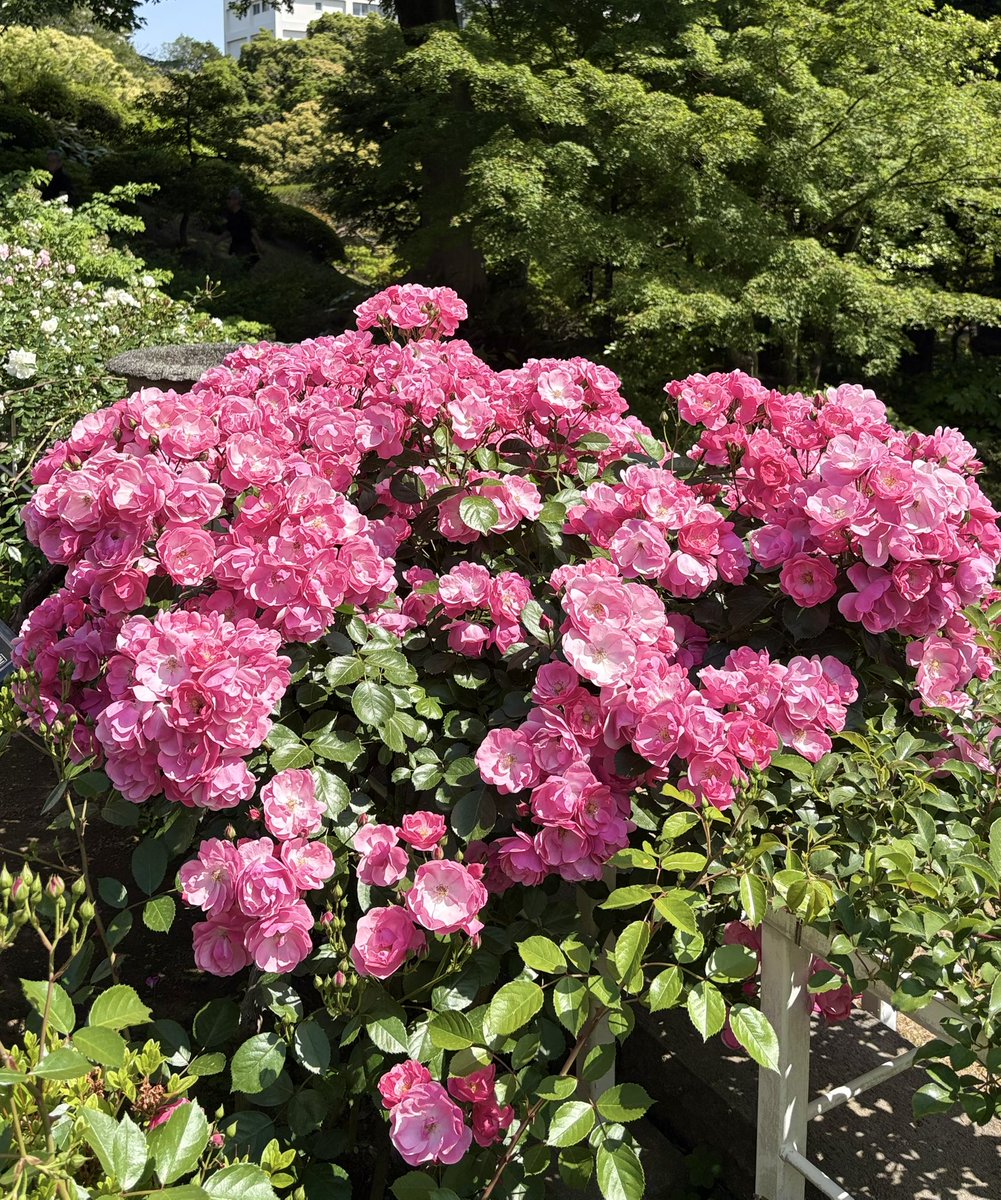 rifuto2's tweet photo. まだあるのか？と思った人🙋
もう少しあります😂今回は小さめのバラの花です！
3、4ページは「アンジェラ」
1、2ページは、な��だっけ？？😅
#旧古河庭園 #バラ #薔薇 #flower #rose https://t.co/1J4Sq9xHUa