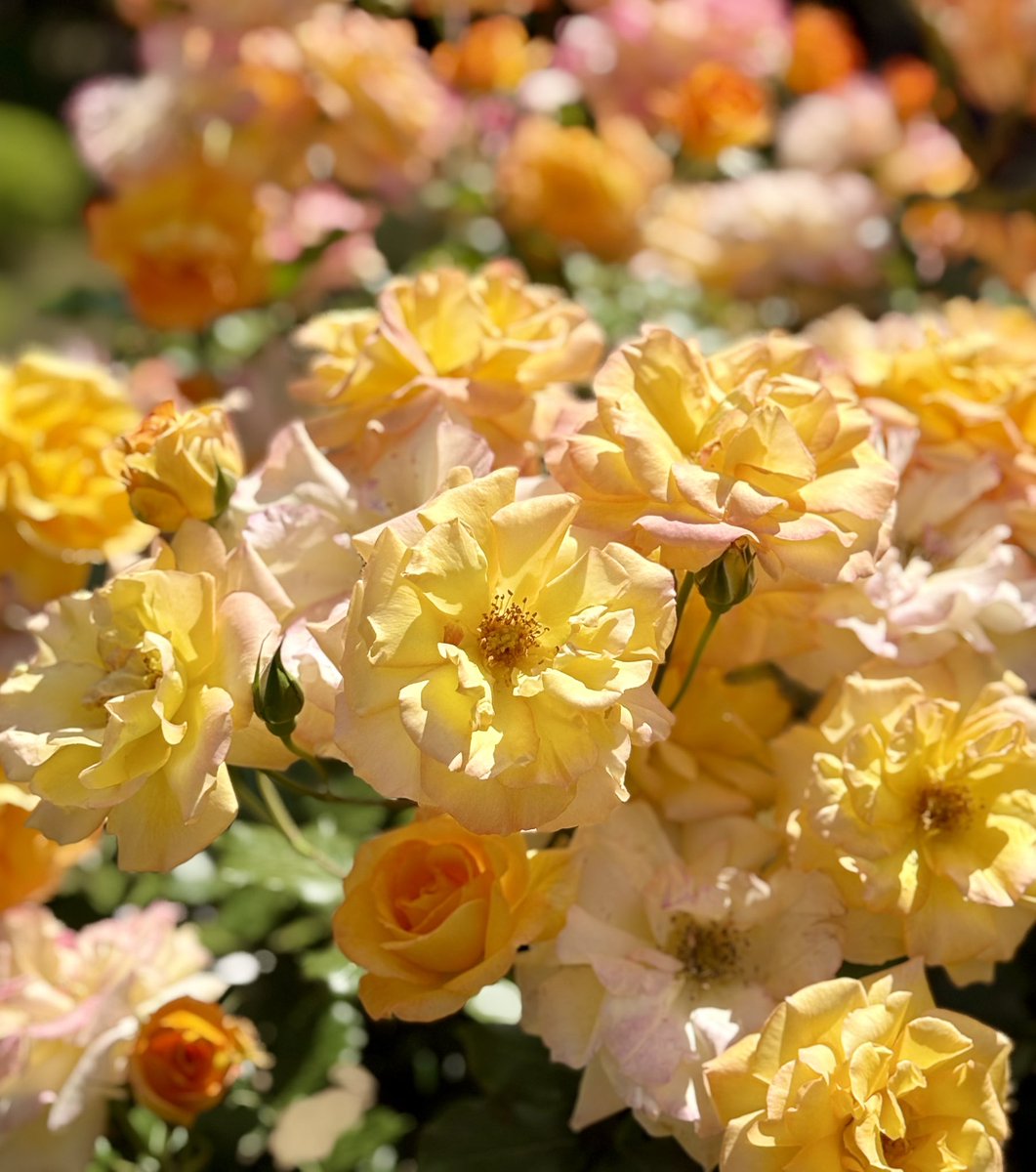 rifuto2's tweet photo. まだあるのか？と思った人🙋
もう少しあります😂今回は小さめのバラの花です！
3、4ページは「アンジェラ」
1、2ページは、な��だっけ？？😅
#旧古河庭園 #バラ #薔薇 #flower #rose https://t.co/1J4Sq9xHUa