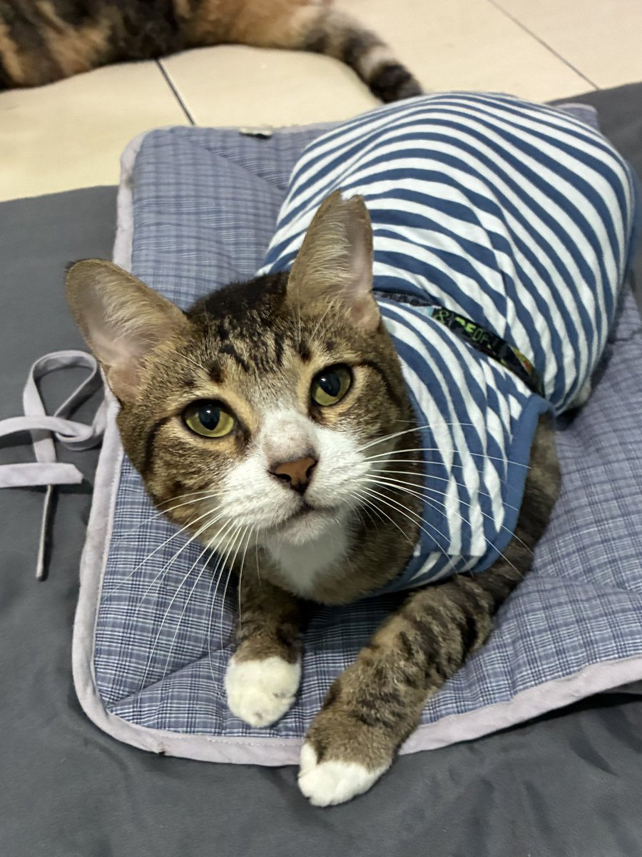 Momo and other cats 🐱 tweet media