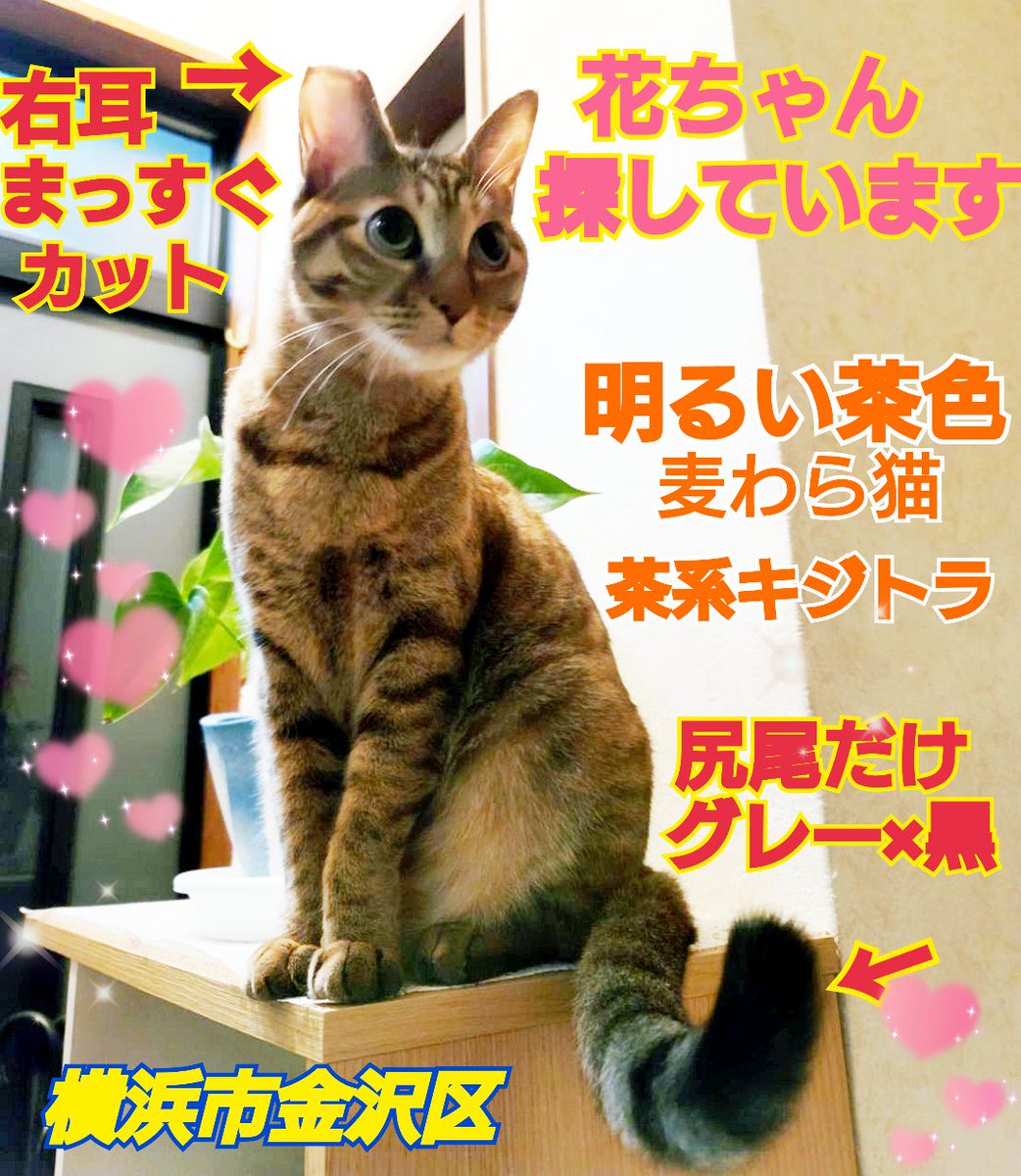 リポストお願いします