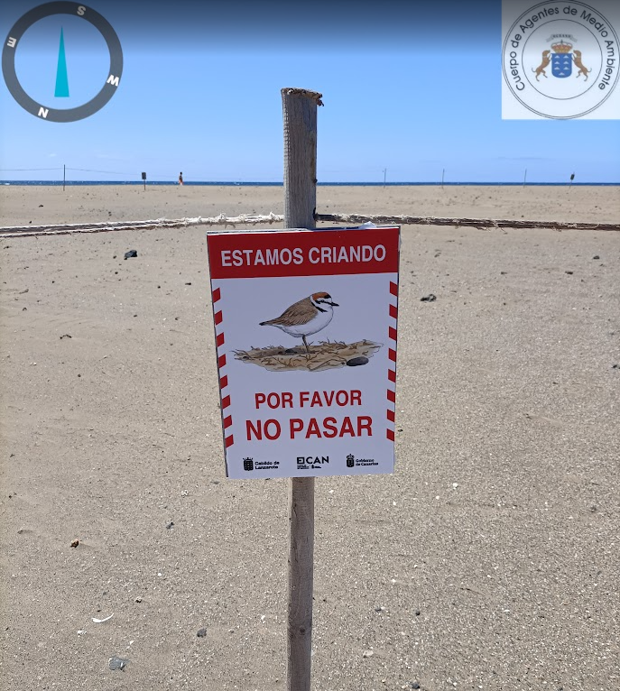 Ma160Agente's tweet photo. ALERTA - CHORLITEJOS PATINEGROS CRIANDO. https://t.co/73ACZd5b6J