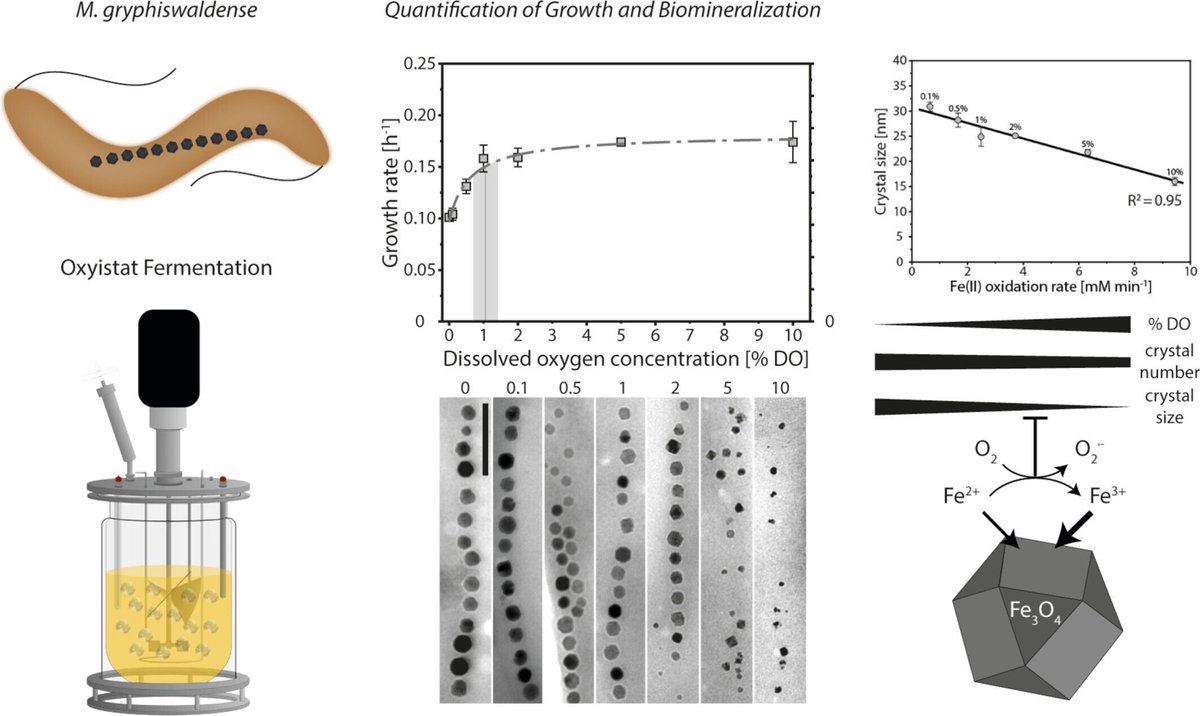 Microbial Biotechnology (MBT) tweet media