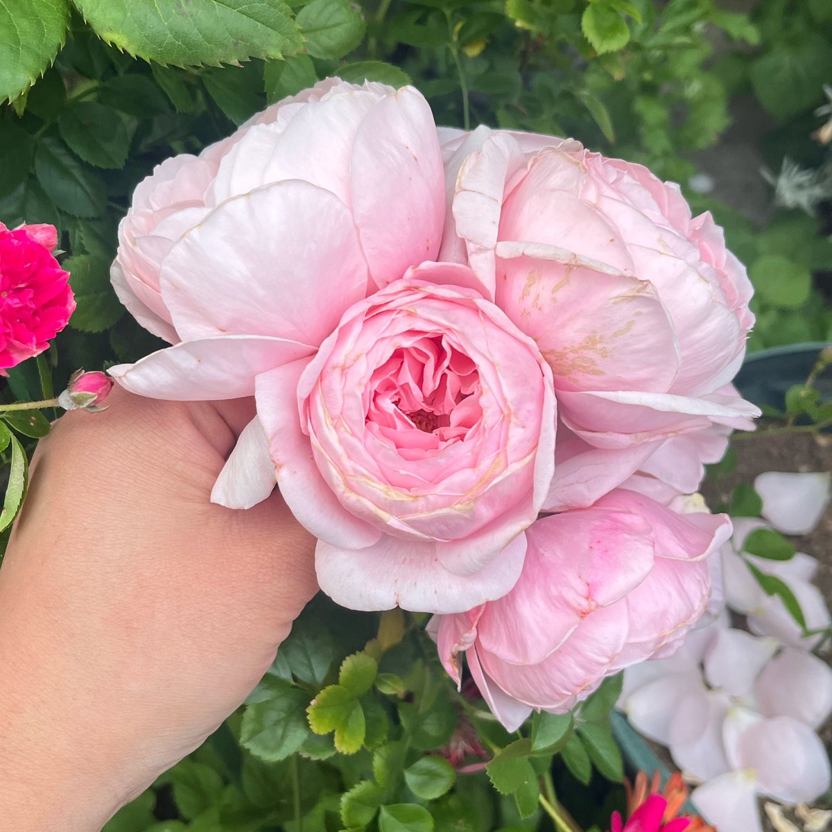 rinatsu's tweet photo. 悩みに悩んで買った長尺苗のナエマが何輪か咲いたんだけどこの暑さですぐ開きすぎて散っちゃうので、勿体無いから乾燥させてティーにする。
一輪だけフレッシュ状態でお茶にした。うまい。しかし一輪分でティーポット1杯は多かったな。紅茶と混ぜて飲んだ方がよさそう。ナエマつよつよ。 https://t.co/kkLYCMtv0n
