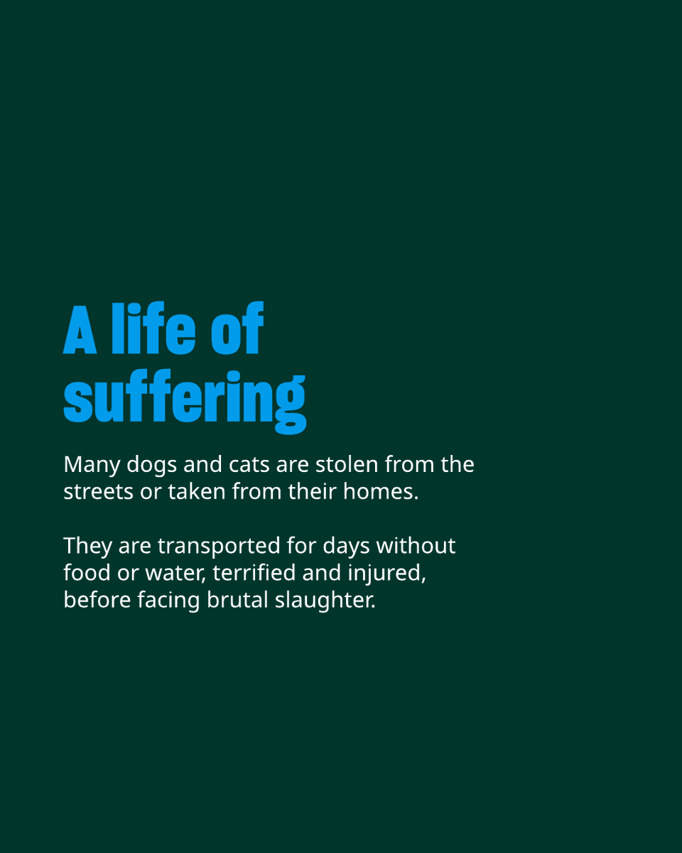 Humane World for Animals Europe tweet media