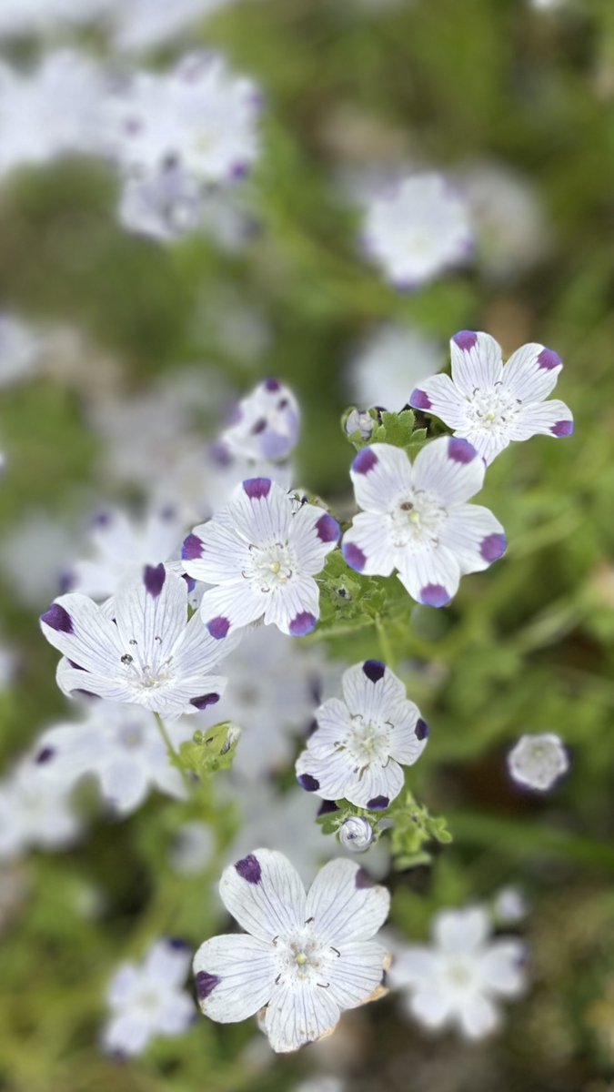 flowers and scenery (@twisinthe5) / Posts / X