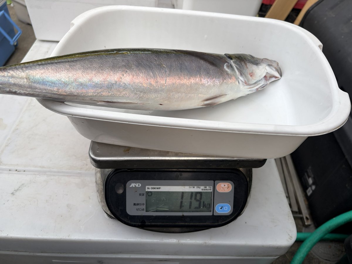 輝風丸商店 | 漁師直送一本釣り鮮魚 tweet media