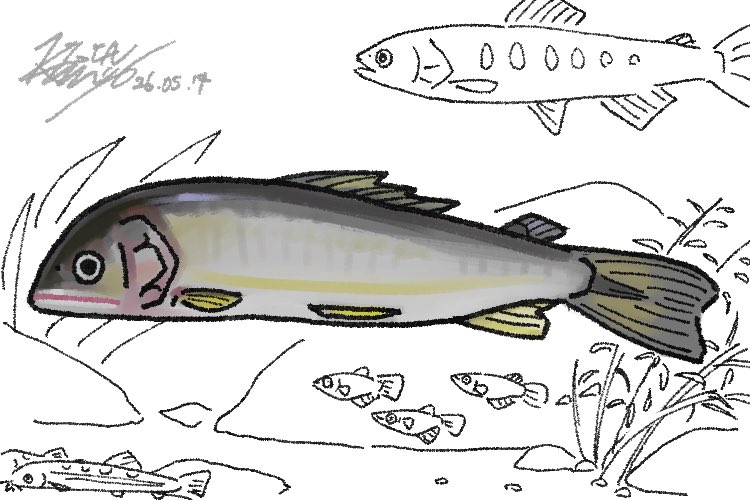 4uta2's tweet photo. 教室で子供たちに鮎描いてもらってたんだけど
参作で鮎だけ描いた後に「こう描けばばいいよ」を他もすれば良かったなあっていう。
メダカとかの描き方教えたりするうちに増えた落書きたち。
あゆは死んでるから凄くしなしなしてる🐟 https://t.co/nhT1VmL4Vp
