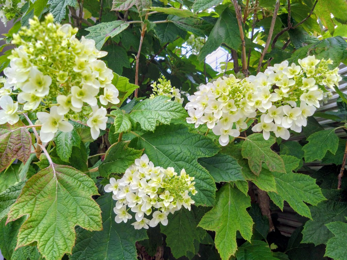 sougyokutei's tweet photo. 【今日の花】カシワバアジサイ。咲き始めの吉祥寺より。#OakleafHydrangea #Flowers #plants #Tokyo #JAPAN https://t.co/G2SUfSFE8d