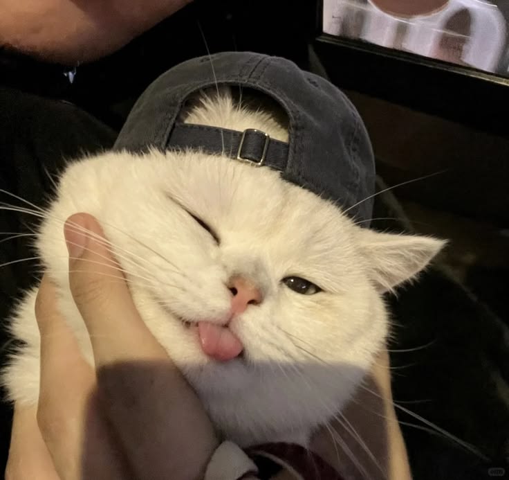 cutest cats tweet media