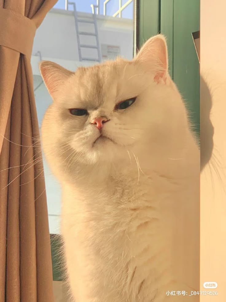 cutest cats tweet media