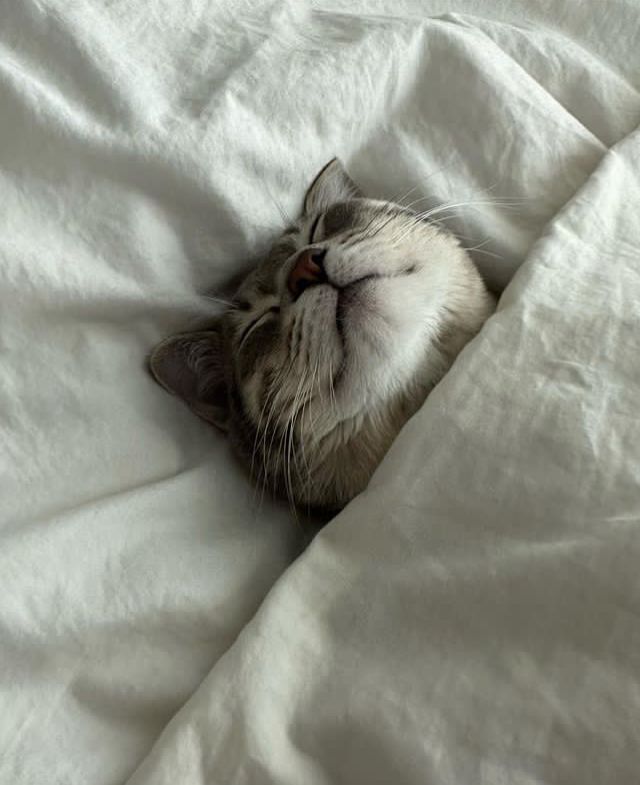 cutest cats tweet media