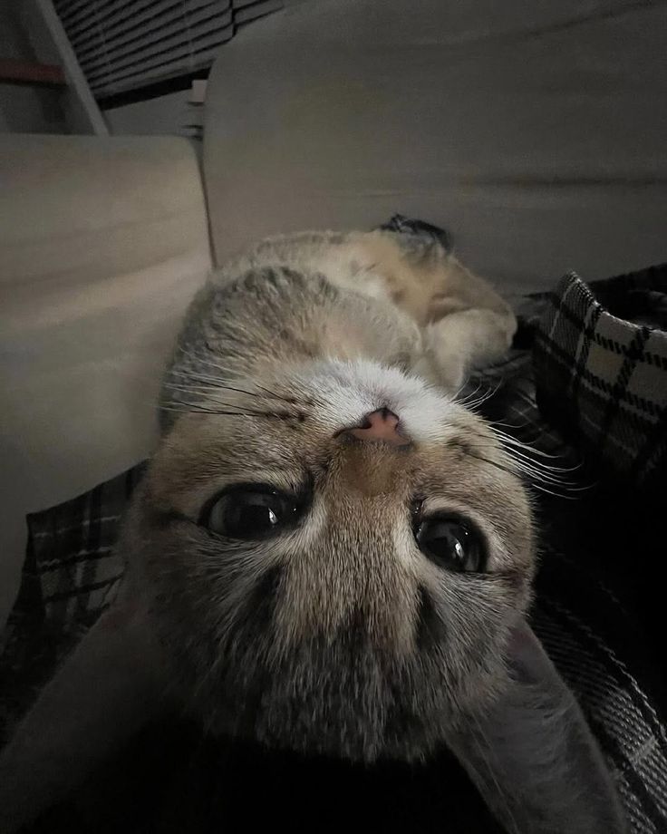 cutest cats tweet media