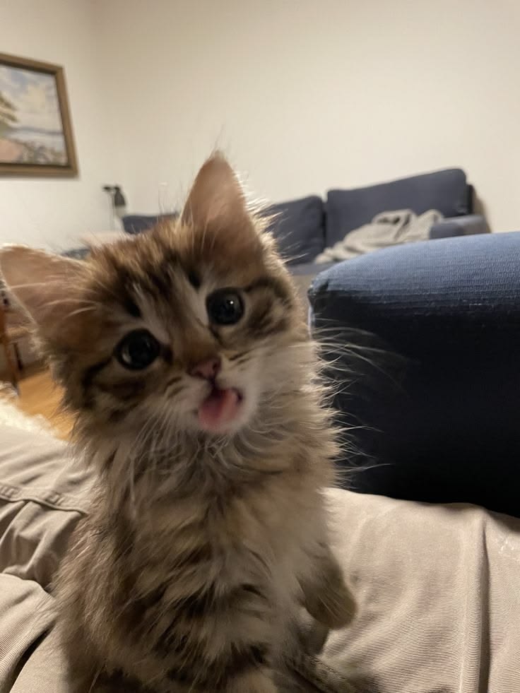 cutest cats tweet media
