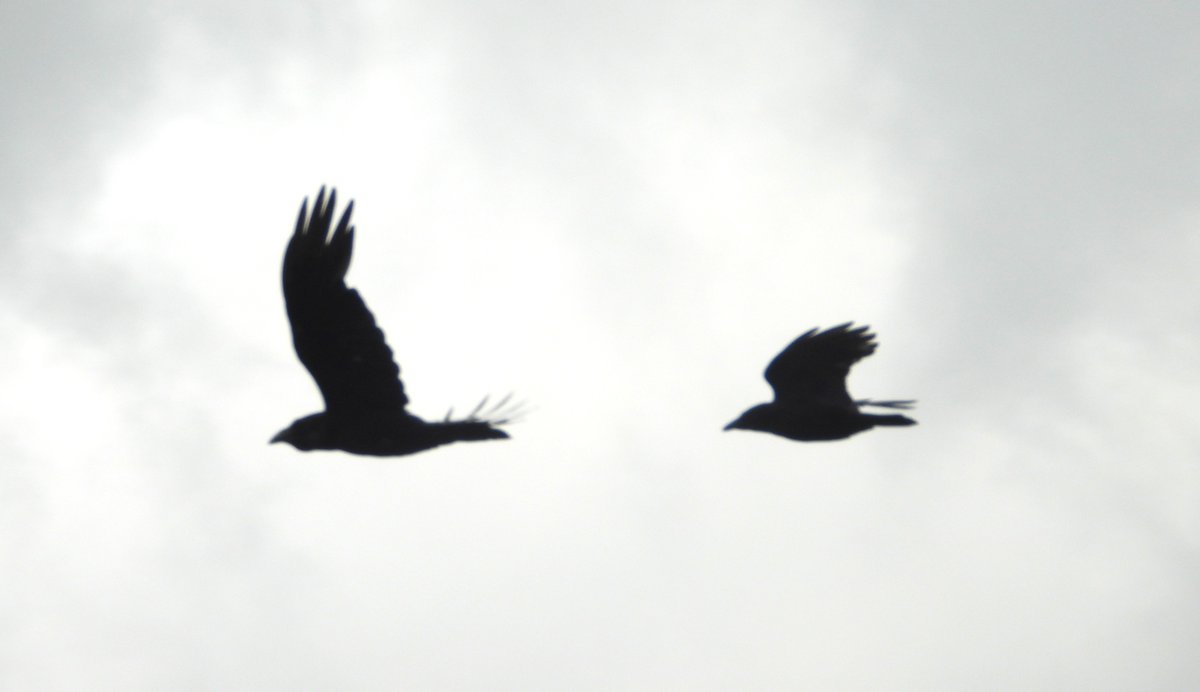 MarburyBirds tweet media