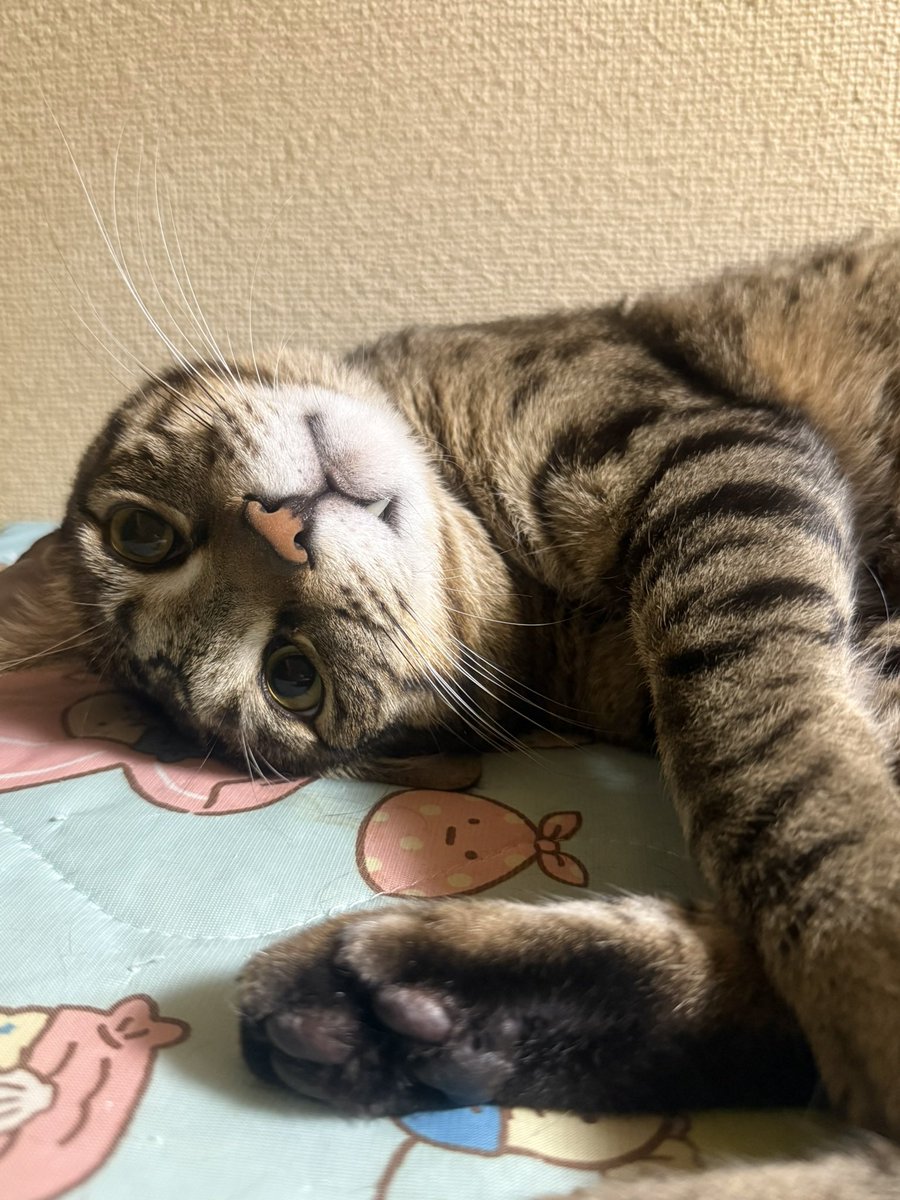 このﾎﾟｰｽﾞしたらﾆﾝｹﾞﾝが 可愛い可愛〜って喜ぶから 毎日するﾆｬﾝ(ΦωΦ