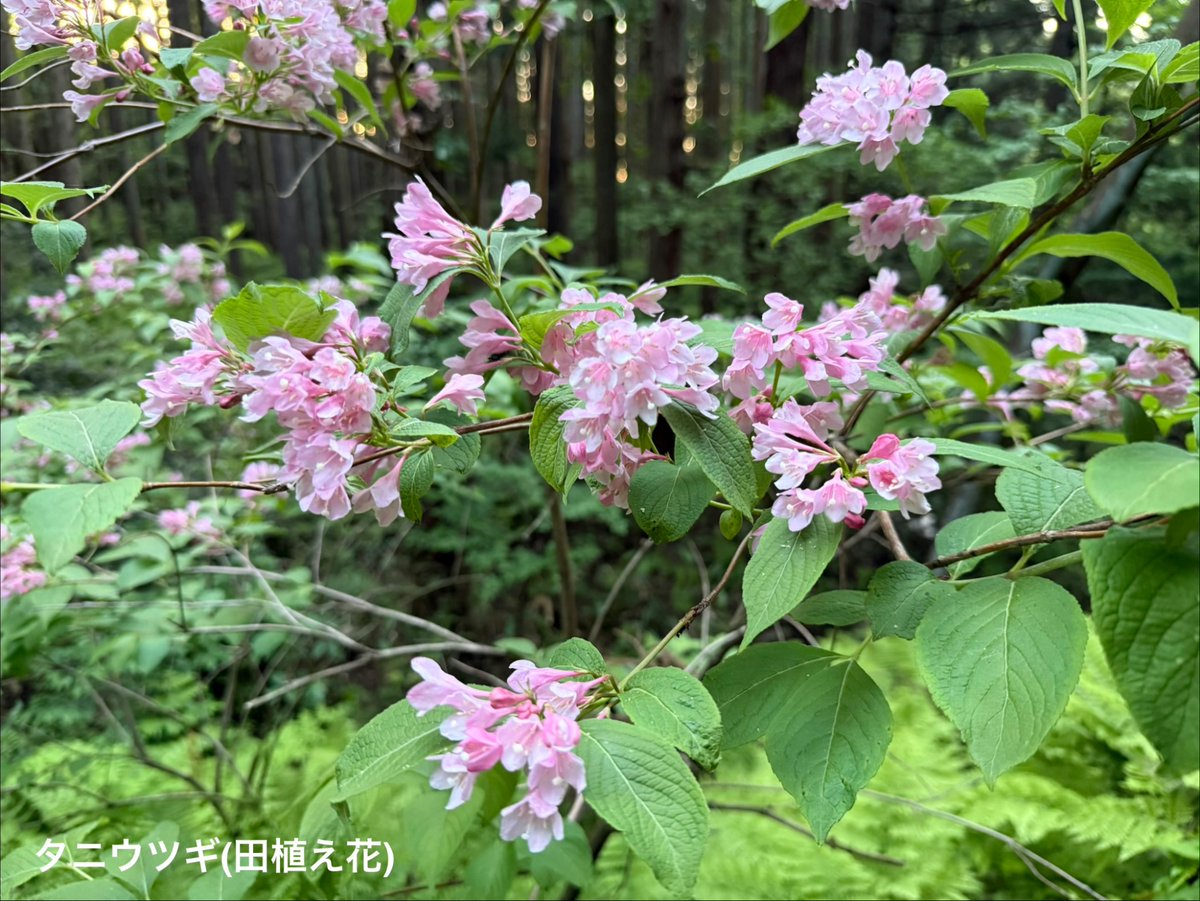 すキャン( tweet media