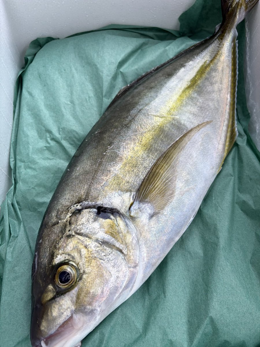 輝風丸商店 | 漁師直送一本釣り鮮魚 tweet media