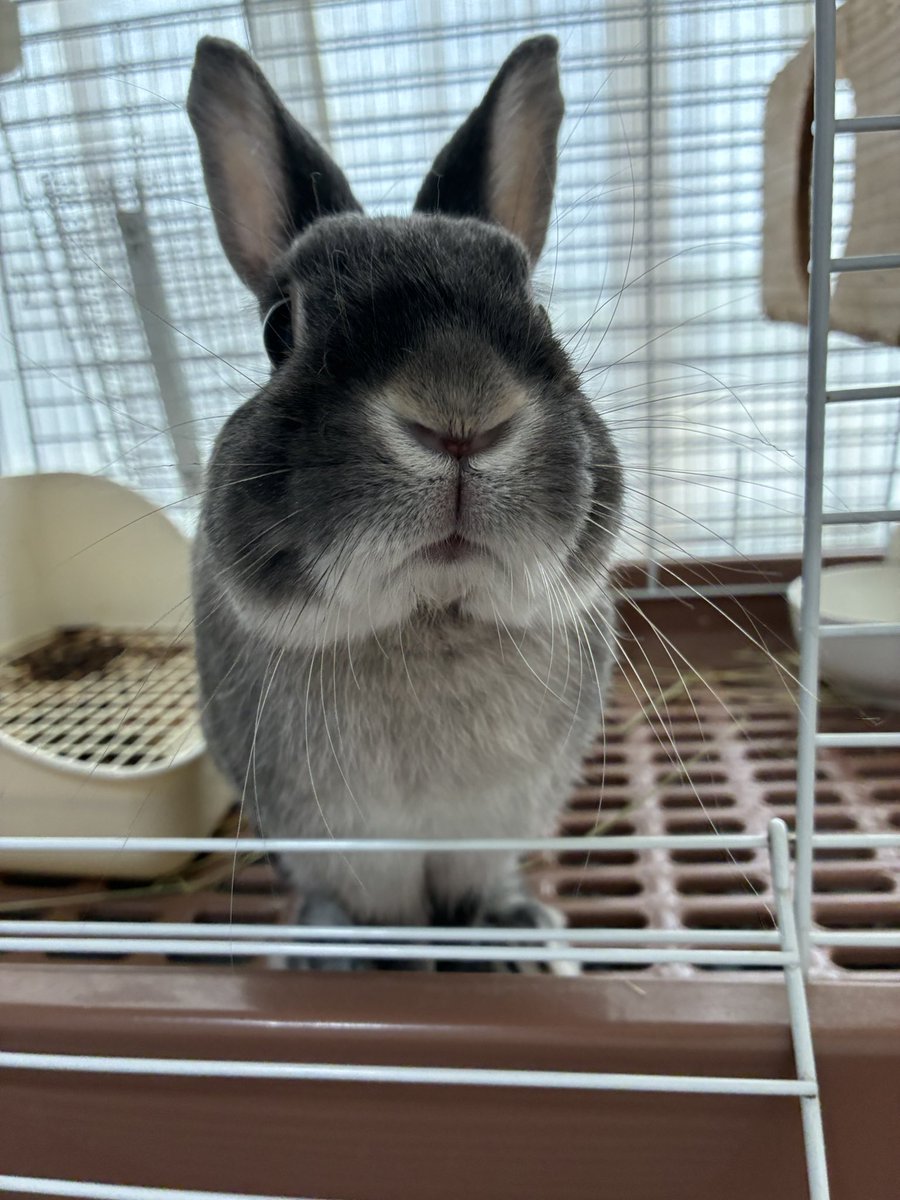 【まるうさぎです】５点 Post by ぴょん と まる｜しを家のうさぎたち on X: じー