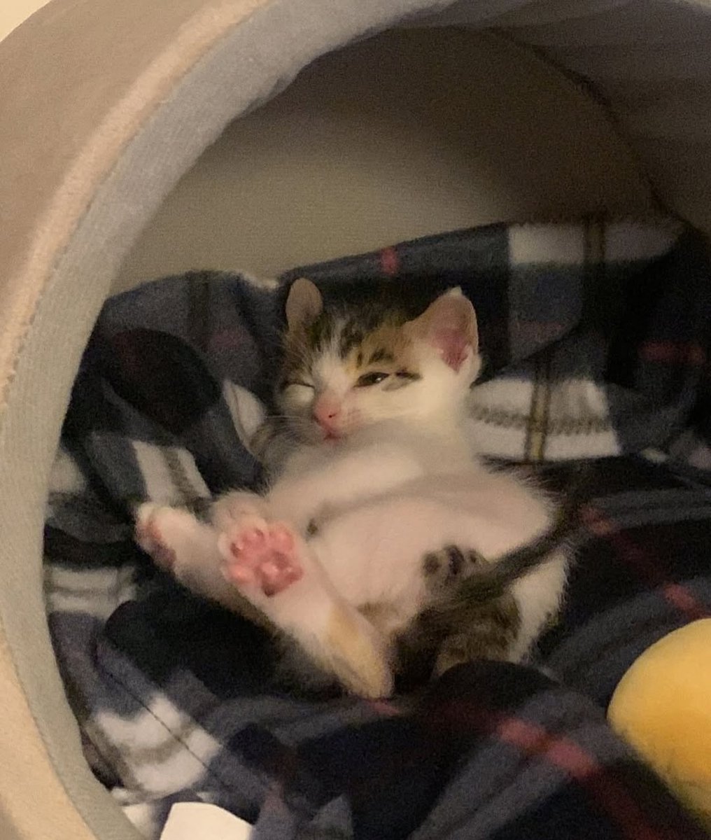 Daily Cat Posts tweet media