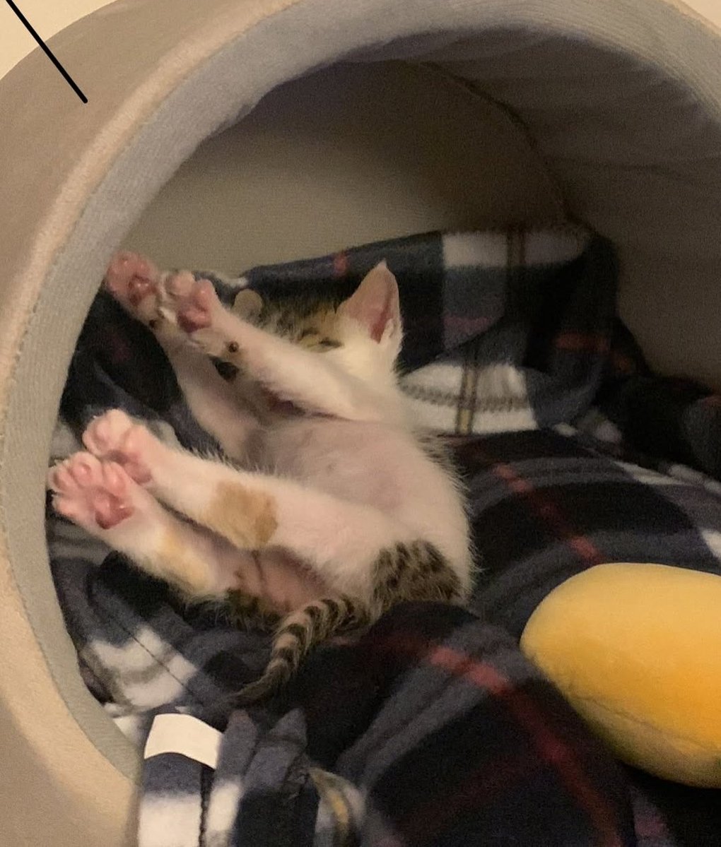 Daily Cat Posts tweet media