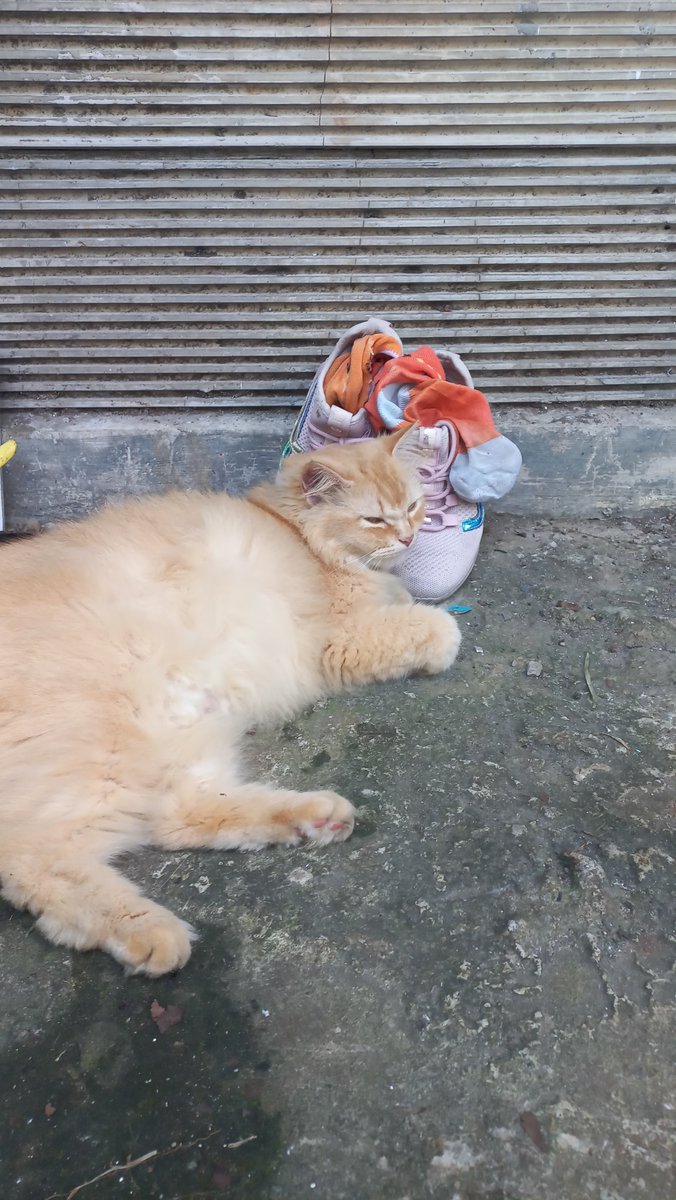 milo_kedi's tweet photo. Puss in Boots" versus puss in sneaker 
is a European fairy tale about an anthropomorphic cat 
@Norwegian_Lars 
@Number10cat https://t.co/Z0PLNPvEJC