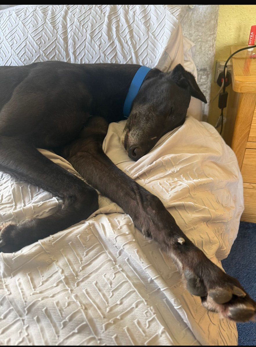 craigmorriss89's tweet photo. Chelms Bear was listed on your pathetic list , he’s not missing , he’s living his best life ❤️ @AnimalAid @GreyhoundBoard @GBGBStaff @RobbieGrey2 https://t.co/1whOAjWC8O