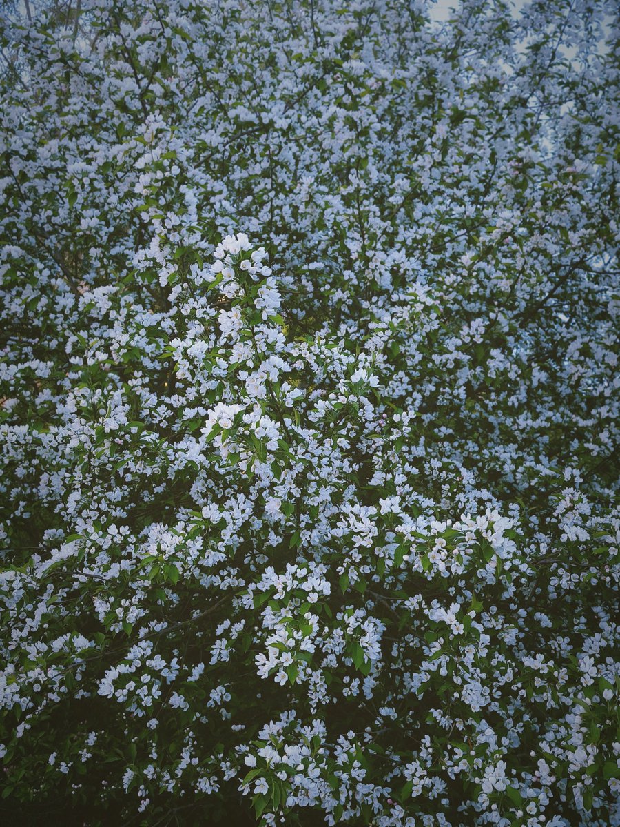 ElloonExile's tweet photo. Весна цветёт и полыхает, а я заказала себе ежа, чем окончательно подтвердила свой диагноз "ежизм головного мозга" 🌚🦔 https://t.co/d6HDsZmVWw