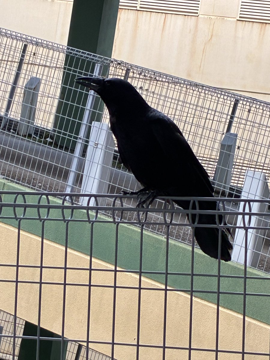 franzparty55's tweet photo. 今日メガドンキの立駐で
カラスとハトが車の方に寄ってきた
カラスもハトも近すぎてアイの窓のから入りたそうにしてたから帰りは逃げるよう帰ってきた🏎️💨 https://t.co/SV8XhmOwJQ
