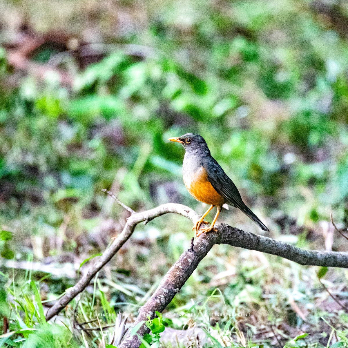 hotshotcreative's tweet photo. Abyssinian Thrush (Turdus abyssinicus), formerly Olive Thrush. #BirdPhotography #BirdsofKenya https://t.co/FoODQHh3bj