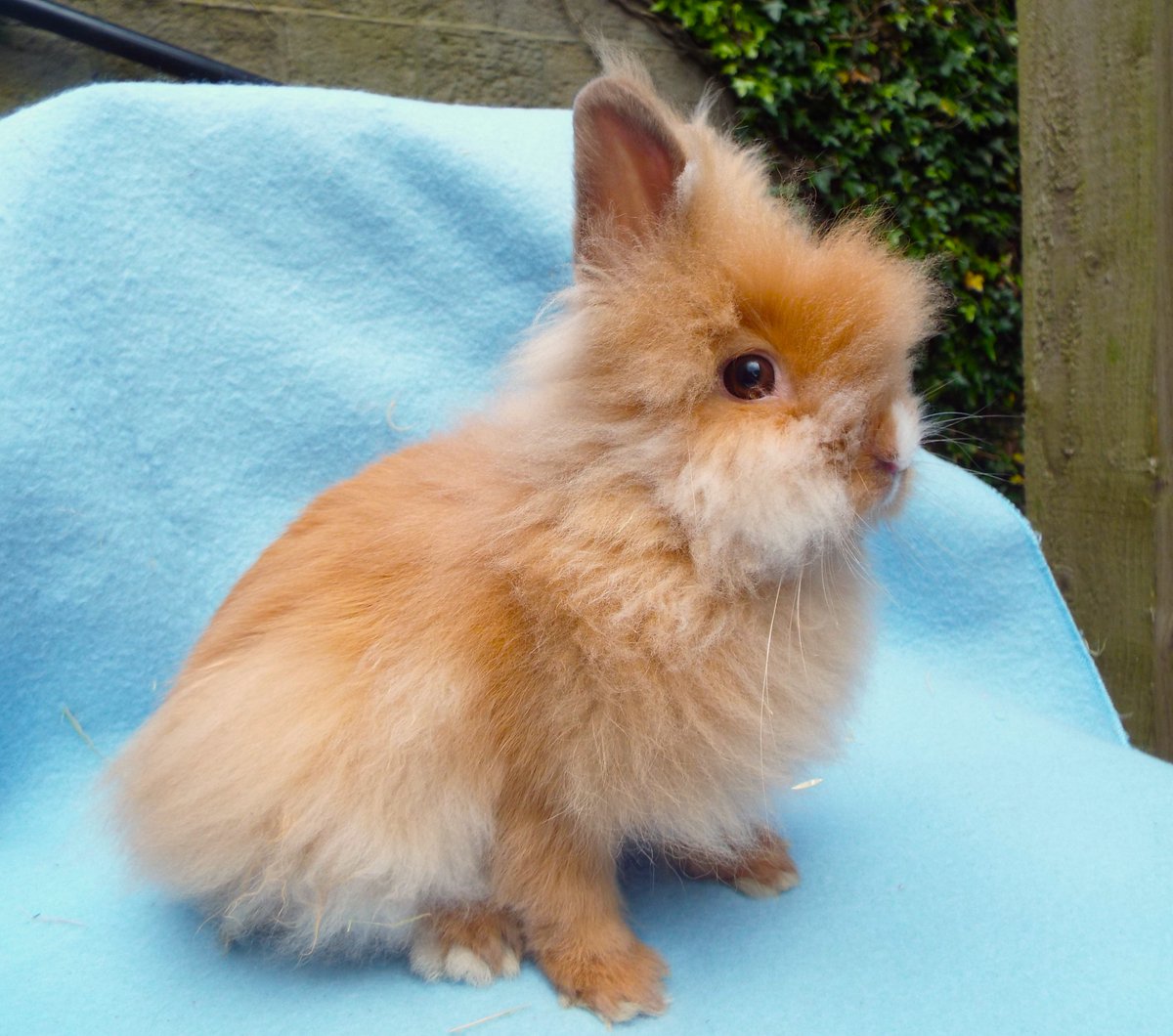 Bleakholt sanctuary farm and small animals. tweet media