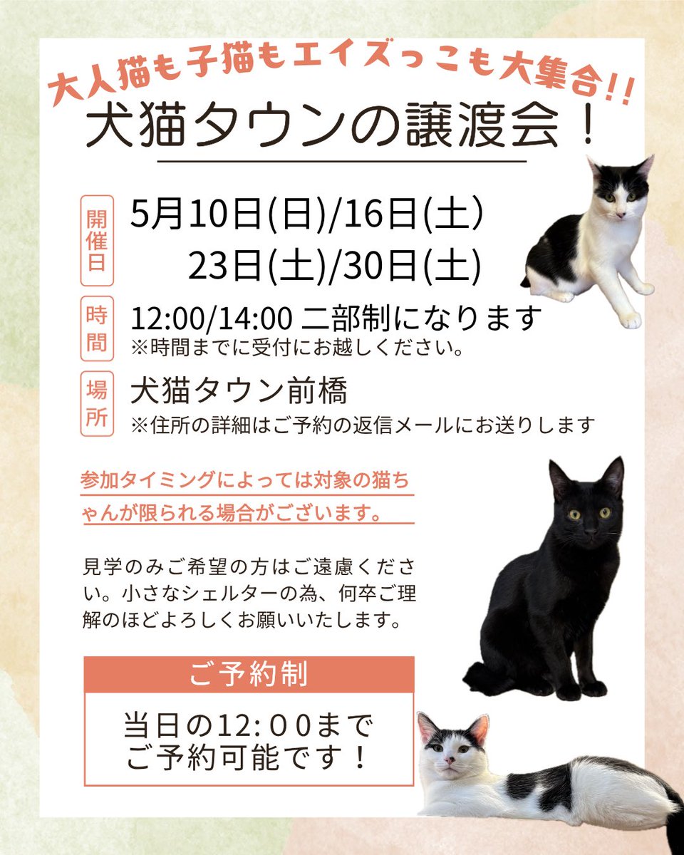 inunekoseikatsu's tweet photo. 犬猫タウン前橋より譲渡会のお知らせです！次回5/16(土)の譲渡会はまだご予約いただけます✨バラエティ豊かな可愛い猫ちゃんが勢揃いしています🐱

里親となる事をご検討中のかた、猫ちゃんたちと触れ合いながら一緒に考えてみませんか？運命の子に出会えるかもしれません！ご参加お待ちしております🙇��♀️ https://t.co/9m5Ll6tla1