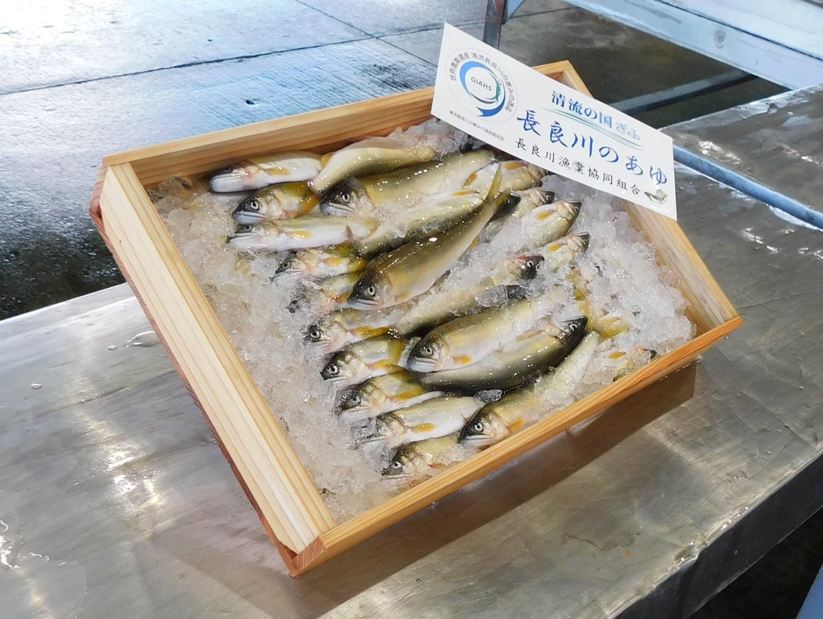 岐阜市魅力部/Gifu City tweet media