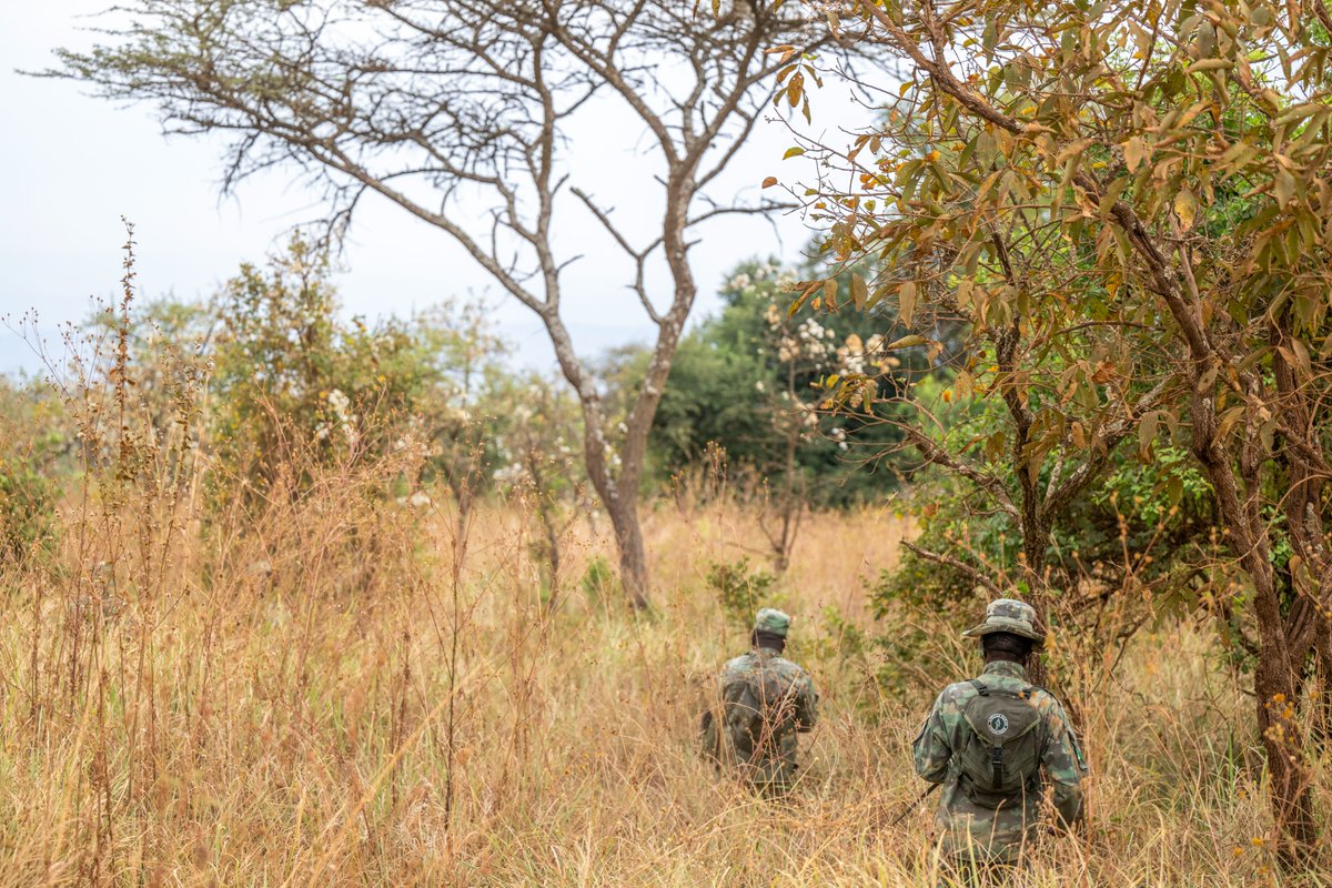 Akagera National Park tweet media