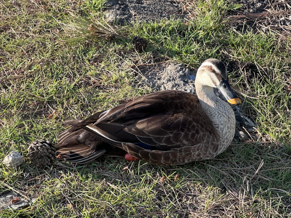 ankomaru's tweet photo. 2026/05/14(木)
夕方みた(17:28)カモ男さんとカモ子さん🦆🦆
久しぶりに見た https://t.co/JHWGmcz69Y
