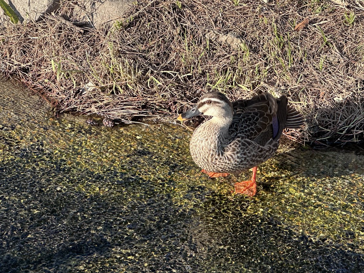 ankomaru's tweet photo. 2026/05/14(木)
夕方みた(17:28)カモ男さんとカモ子さん🦆🦆
久しぶりに見た https://t.co/JHWGmcz69Y