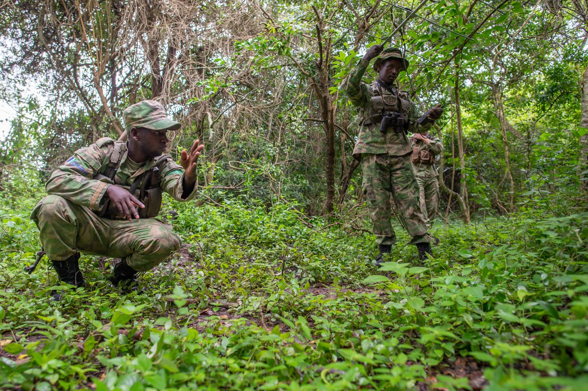 Akagera National Park tweet media