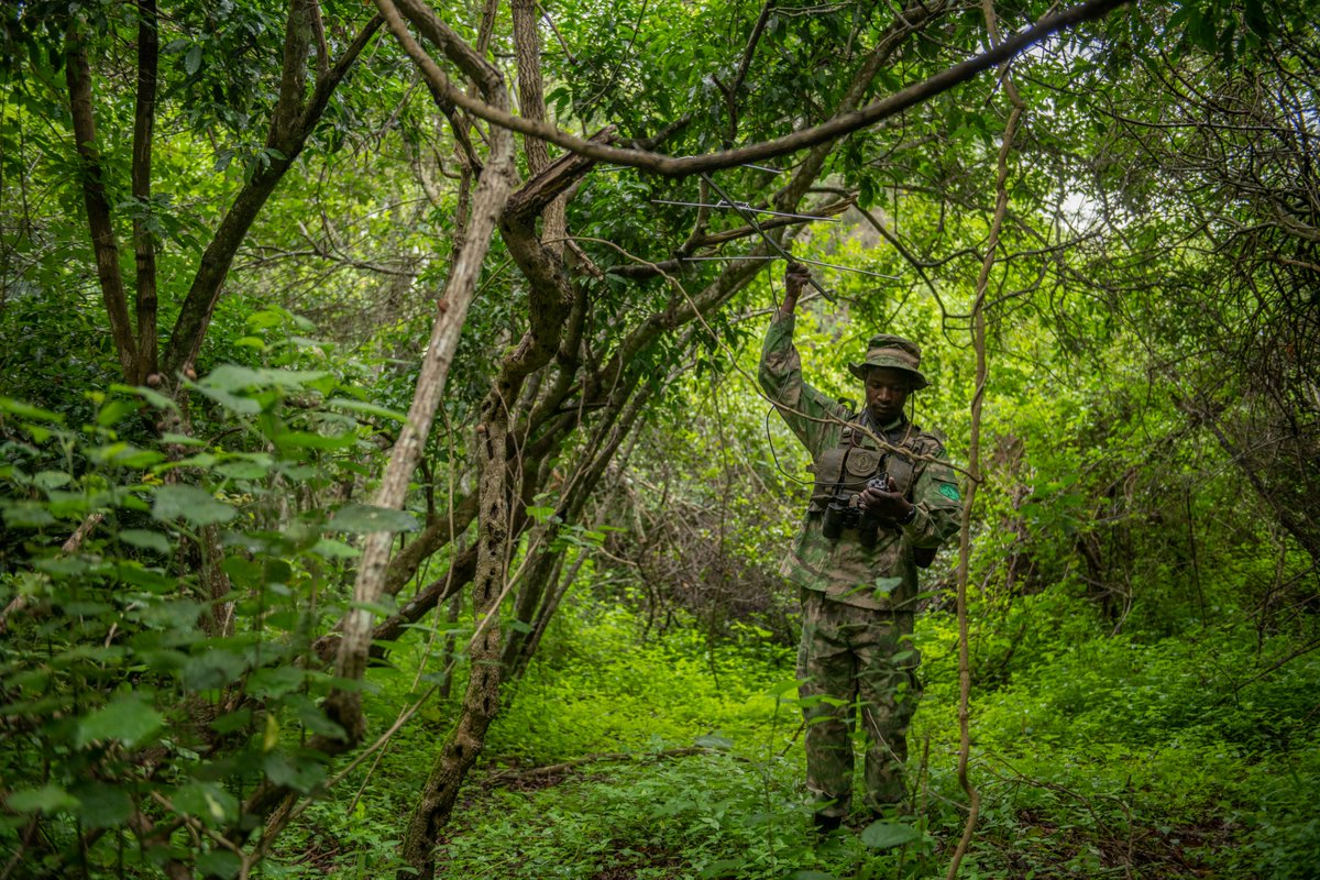 Akagera National Park tweet media